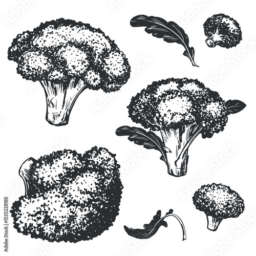 Vector sketch of broccoli. Hand drawn set of cabbage, imitation of old engraving technique. Black and white drawing of cauliflower on white background.