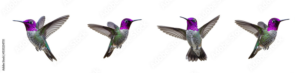 Fototapeta premium Colorful Hummingbirds in Motion Transparent Background