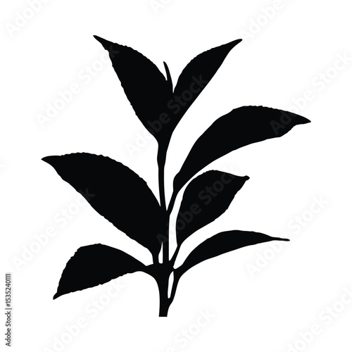 Elegant black silhouette of tea leaves on a stem with a white background
