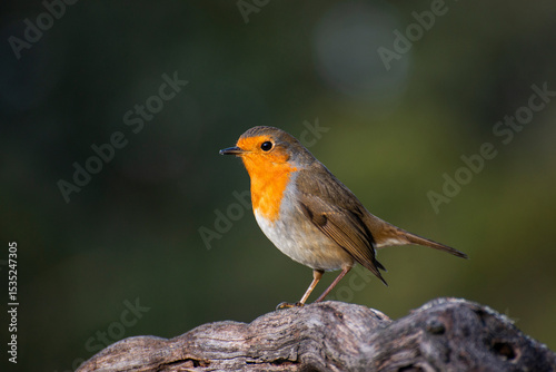 Petirrojo posado en una cepa de vid en invierno y comiendo bichos e insectos