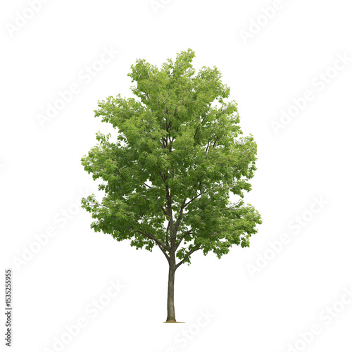 botanical style linden tree isolated on white or transparent background 