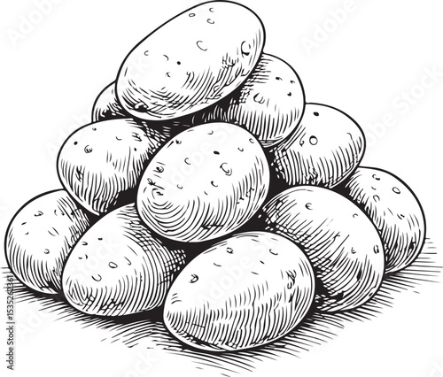 Pile of Potatoes, Potato Vegetable Vector Illustration, Sketch Drawing Line Linear Symbol Icon Engraving Coloring Book, Hand-drawn Black and White Isolated