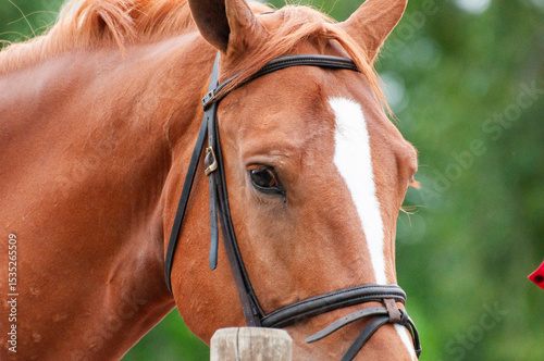 Cara de caballo marrón con mancha blanca en la cara 
