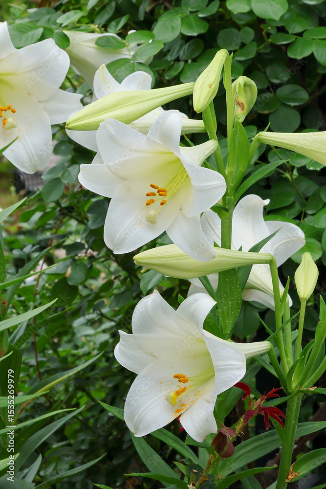 Obraz premium 日本周遊 百花繚乱の横浜山手異人館