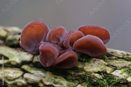 Forest mushrooms - edible mushroom Auricularia auricula-judae (Latin for 'Judas's Ear'), known as the Jew's ear, (black) wood ear, jelly ear, pepeao