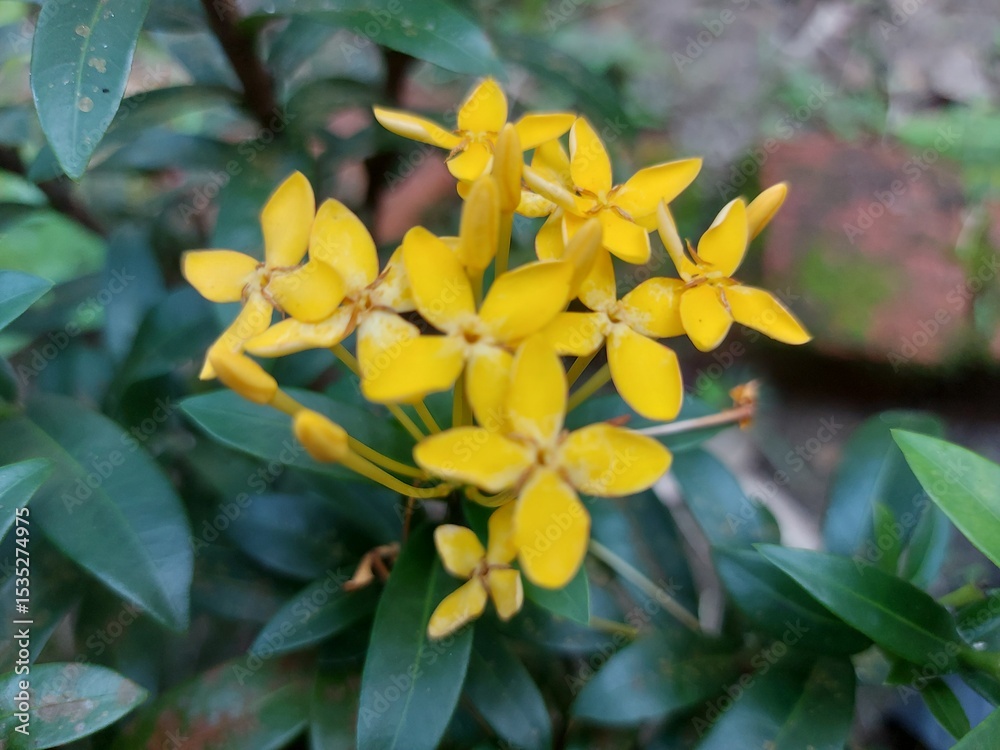 Fototapeta premium Close-up of vibrant yellow Ixora flower with green background, showcasing tropical floral texture and vivid colors.