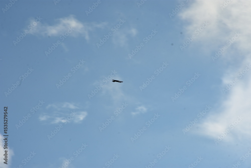black crow flying against a bright blue sky with soft clouds, motion blur effect. black crow flying against a bright blue sky with soft clouds, motion blur effect.