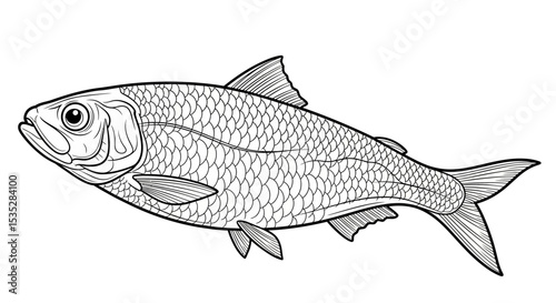  vector illustration colorbook Sardine.