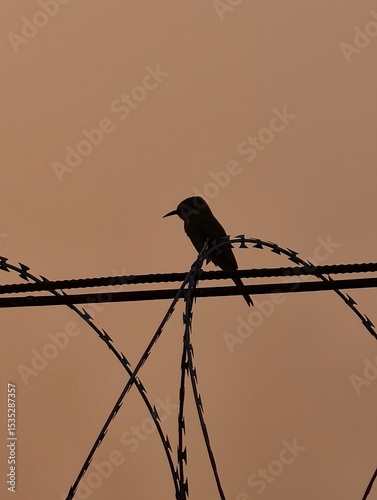 Hope's Perch: A Bird's Positive Silhouette Against a Golden Dawn
