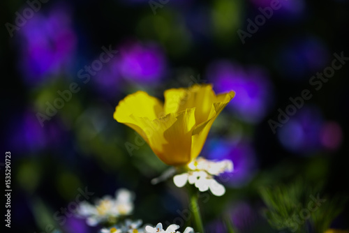 close-up of a vibrant callifornia poppy in full bloom