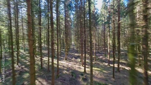 fpv drone flying high between branches and pine trees in Vosges forest on a sunny spring day