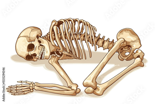 human skeleton isolated on a white background.