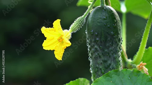 Green Cucumber with Yellow Flower on Vine Macro Shot with Water Droplets in Natural Light