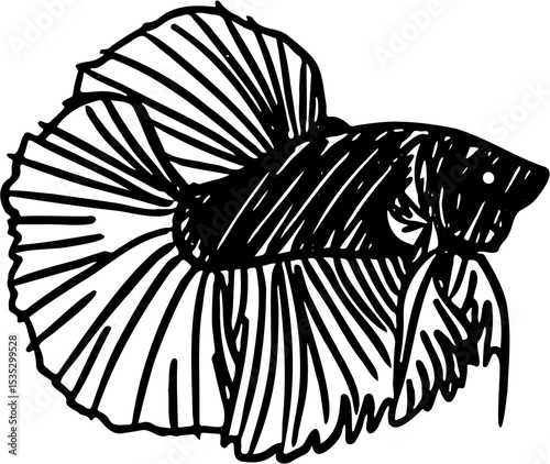 betta fish vector illustration, isolated on white