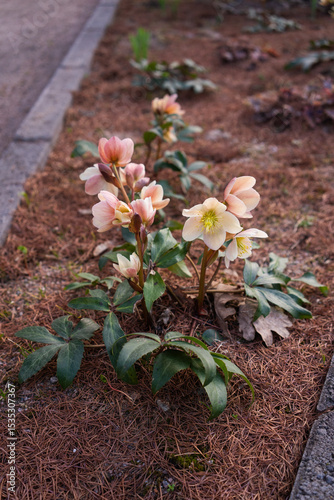 Fototapeta Naklejka Na Ścianę i Meble -  Helleborus xylocastanum flowers in bloom