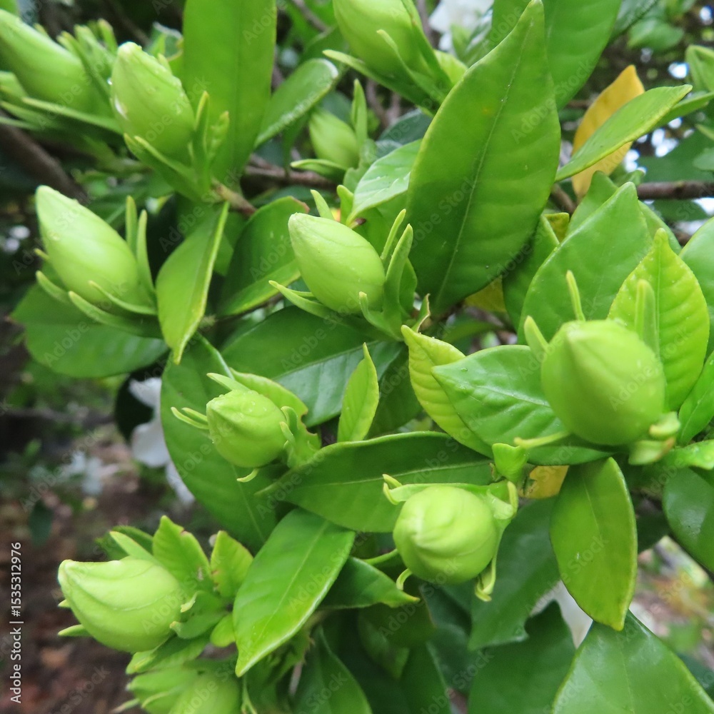 Obraz premium 日本でクチナシが白い花を咲かせています