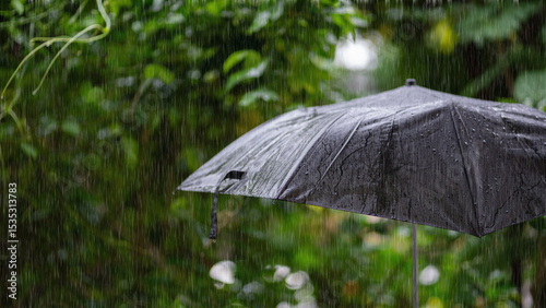Quadro em tela Black umbrella under heavy rain in green natural background