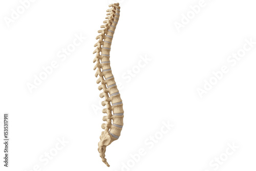 Fototapeta Naklejka Na Ścianę i Meble -  Realistic 3d rendering of a healthy human spine, perfect for medical illustrations and educational projects, with transparent background for easy integration