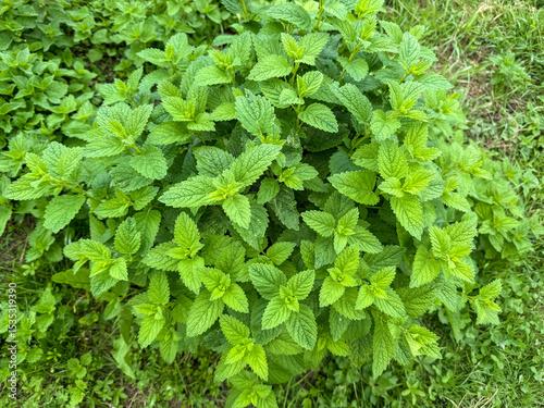 Foto Green lemon balm plant growing in the garden