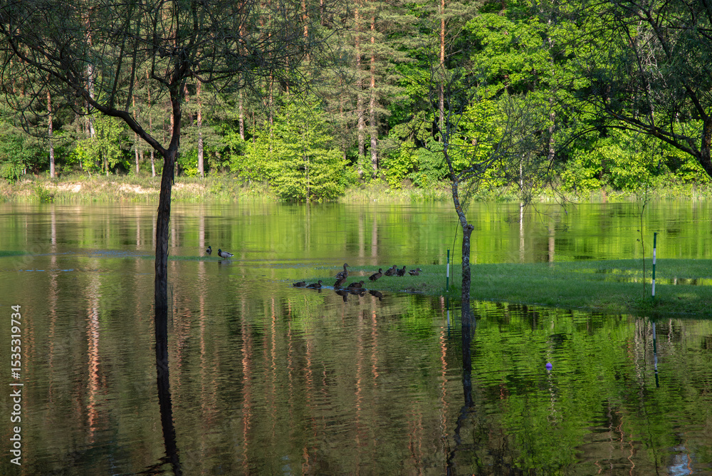 A group of ducks swims through a flooded green meadow surrounded by trees, with still water reflecting the forest and wildlife activity. A group of ducks swims through a flooded green meadow surrounded by trees, with still water reflecting the forest and wildlife activity.