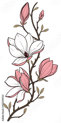 close-up the flowers of the Magnolia arranged beautifully and decorated with vines