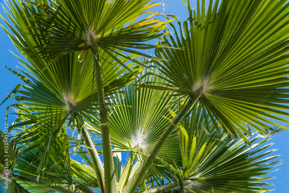 Obraz premium palm tree leaves