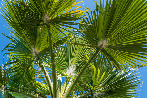 Fototapeta Naklejka Na Ścianę i Meble -  palm tree leaves