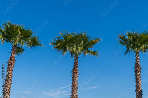 Fototapeta Naklejka Na Ścianę i Meble -  palm trees in the wind