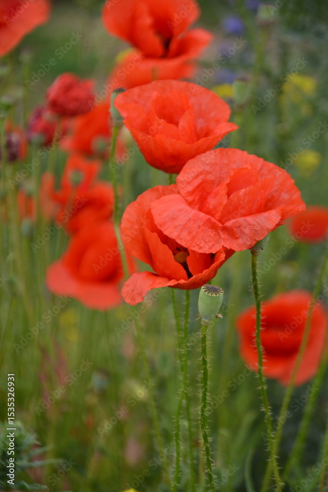 Naklejka premium Vibrant red poppies in various stages of bloom stand tall amidst green foliage, with other wildflowers in a blurred background.