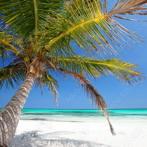 Tropical Serenity: Graceful Palm Over Pristine Caribbean Waves