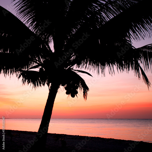 Silhouette of a Graceful Palm Tree Against a Vibrant Sunset Over the Sea