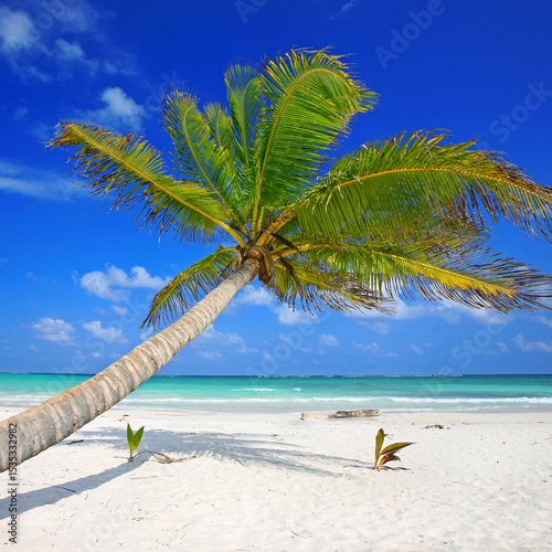 Tropical Paradise: Enchanting Curved Palm Over Turquoise Caribbean Waters