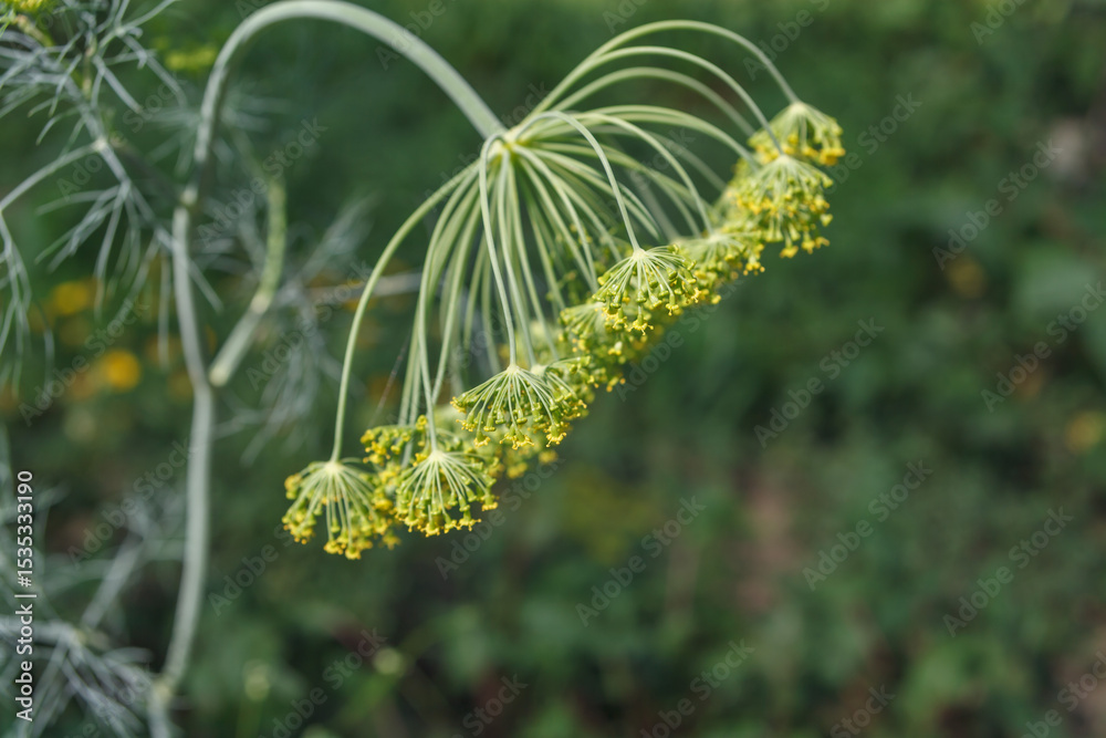 Fototapeta premium green dill inflorescence in the sunlight in the garden