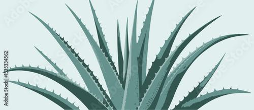 Detailed illustration of agave plant leaves