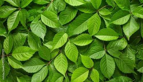 green leaves background
