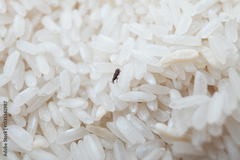 A rice weevil (Sitophilus oryzae) navigates through grains, highlighting the importance of proper storage and food sanitation A rice weevil (Sitophilus oryzae) navigates through grains, highlighting the importance of proper storage and food sanitation