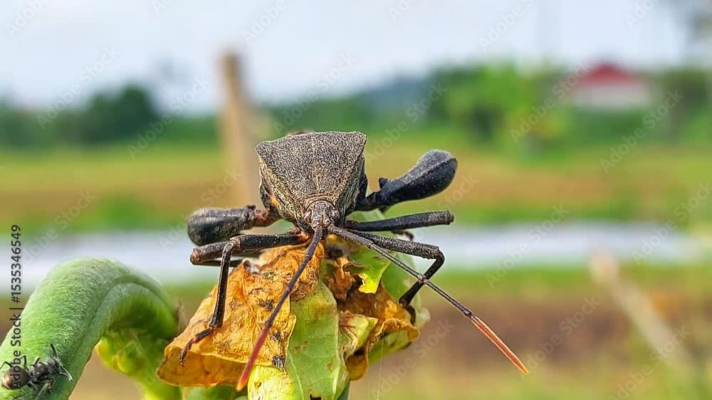 black sting grasshopper perched on a stem. macro video of stinging grasshopper