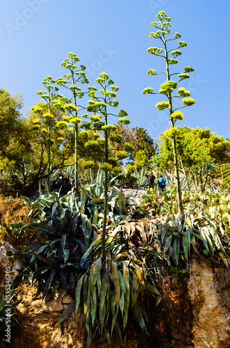 Foto weird plants growing tall
