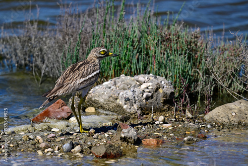 Eurasian stone-curlew // Triel (Burhinus oedicnemus)