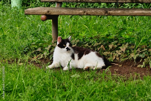 保護猫