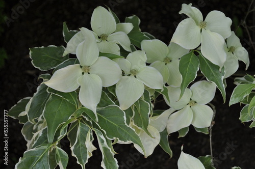 Decorative topiary garden with geometrically trimmed evergreen shrubs