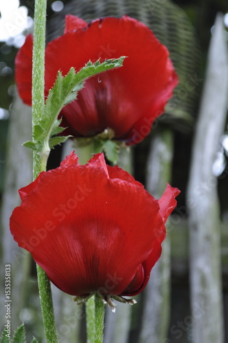 Red Poppy Blooming by the Fence