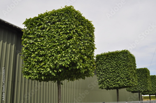 Square-Shaped Tree by the Fence in Urban Landscape