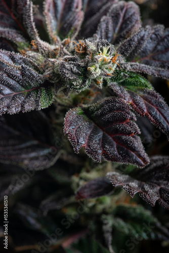 cannabis