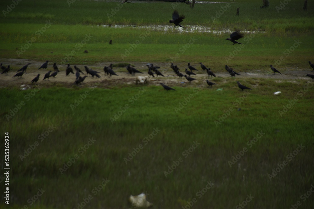A large flock of crows is eating and fighting by the riverside in a green field. A large flock of crows is eating and fighting by the riverside in a green field.