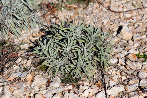 Dusty miller Jacobaea maritima, also called silver ragwort, forms a compact mound of silvery, finely lobed leaves, thriving among rocks and gravel in a sunlit garden bed