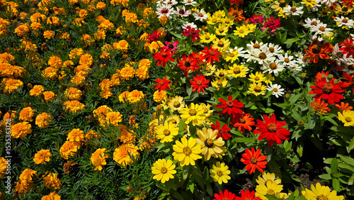 Dense flowerbed featuring masses of orange marigolds and clusters of zinnias in red, yellow, and white, blooming together in bright sunlight, creating a vivid summer display of color and texture in a 