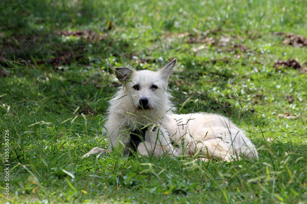 Fototapeta premium Shaggy white dog with upright ears lies relaxed in tall green grass, partially shaded by trees, gazing calmly toward the camera in a peaceful natural setting