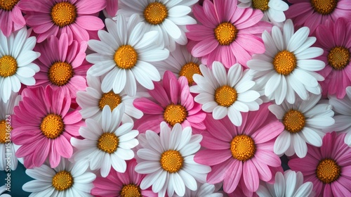 Pink and white daisies, close-up