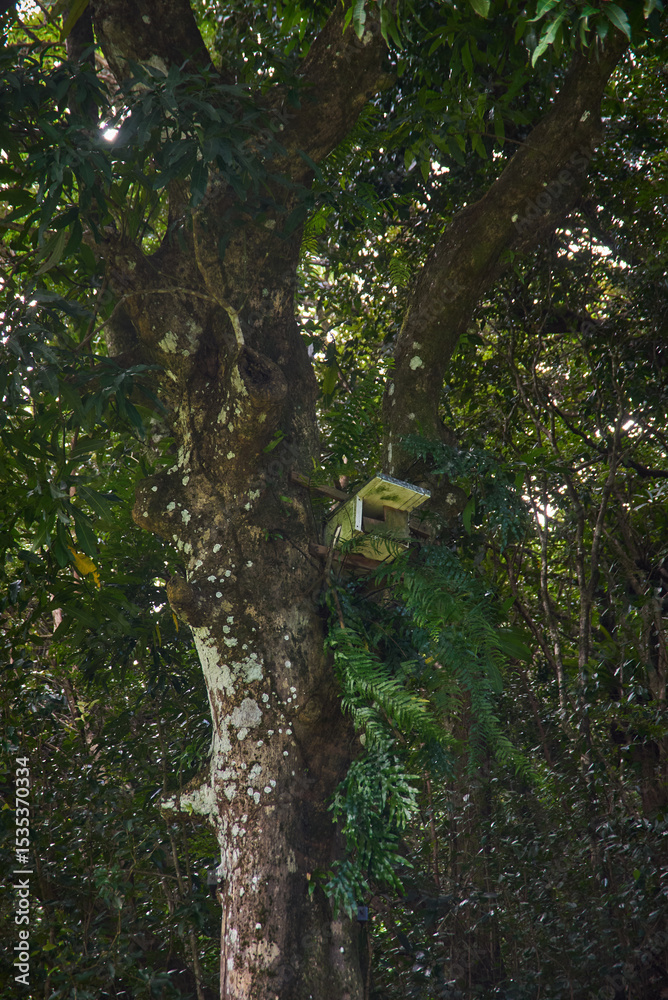 Fototapeta premium Birdhouse on a tree for Mauritius kestrel in La Vallée de Ferney nature reserve. Conservation effort to protect endangered native raptors in lush tropical forest.